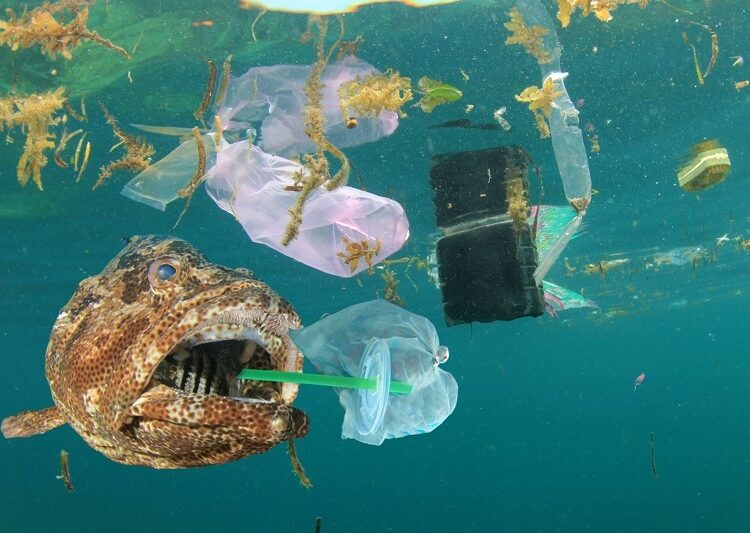 تلوث سام ينتشر في البحار: مصدر فيروسي مقلق